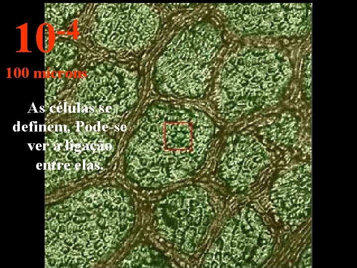 -4 10 100 mícrons As células se definem. Pode-se ver a ligação entre elas.
