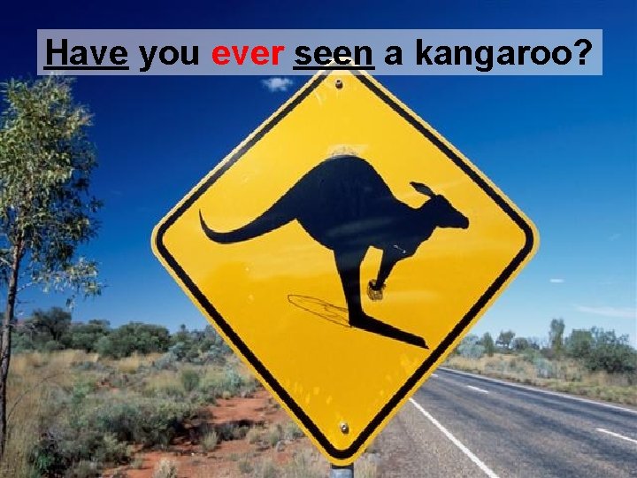 Have you ever seen a kangaroo? 