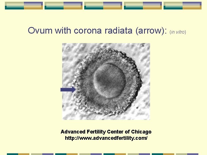 Ovum with corona radiata (arrow): (in vitro) Advanced Fertility Center of Chicago http: //www.