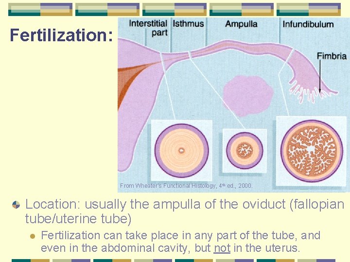 Fertilization: From Wheater’s Functional Histology, 4 th ed. , 2000. Location: usually the ampulla