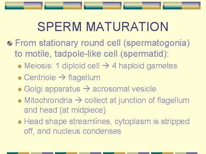 SPERM MATURATION From stationary round cell (spermatogonia) to motile, tadpole-like cell (spermatid): Meiosis: 1