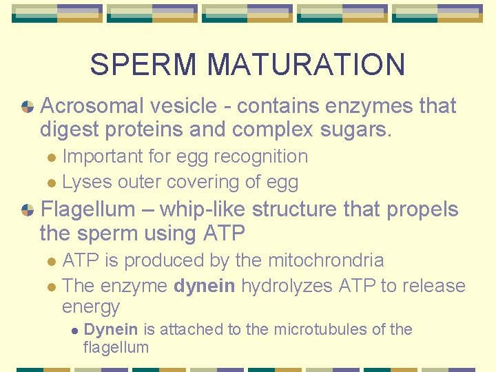 SPERM MATURATION Acrosomal vesicle - contains enzymes that digest proteins and complex sugars. Important
