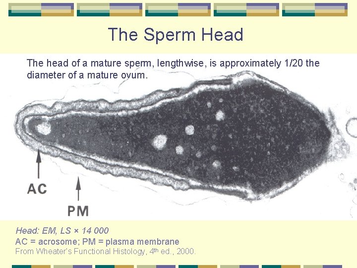 The Sperm Head The head of a mature sperm, lengthwise, is approximately 1/20 the