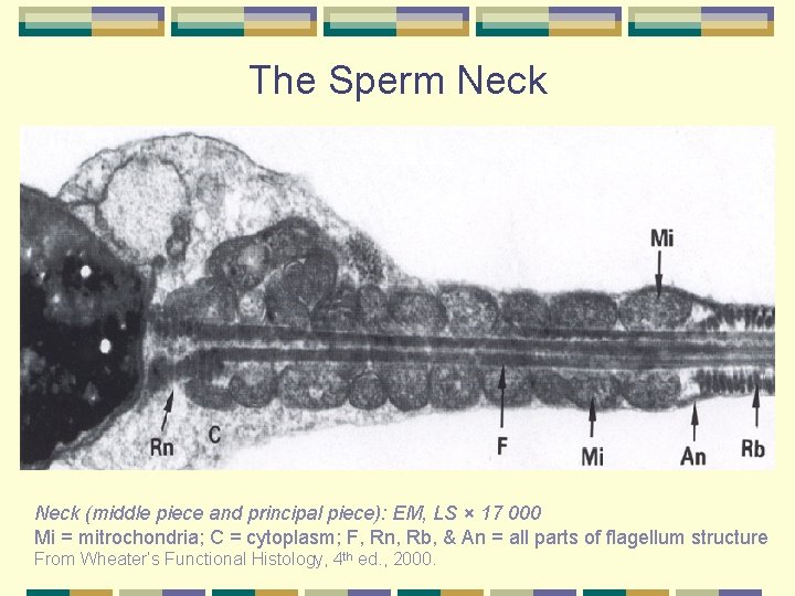 The Sperm Neck (middle piece and principal piece): EM, LS × 17 000 Mi