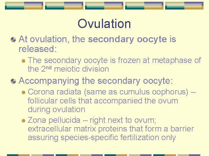 Ovulation At ovulation, the secondary oocyte is released: l The secondary oocyte is frozen