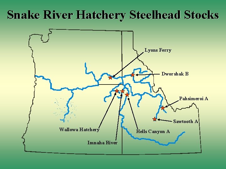 Snake River Hatchery Steelhead Stocks Lyons Ferry Dworshak B Pahsimeroi A Sawtooth A Wallowa