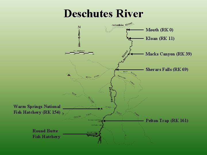 Deschutes River Mouth (RK 0) Kloan (RK 11) Macks Canyon (RK 39) Sherars Falls