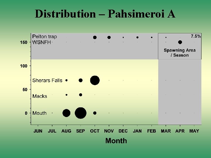Distribution – Pahsimeroi A 