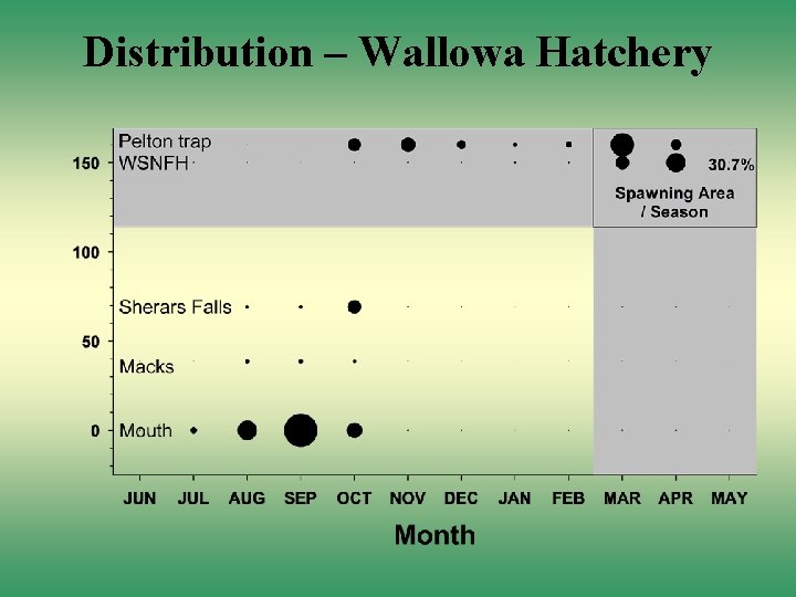 Distribution – Wallowa Hatchery 