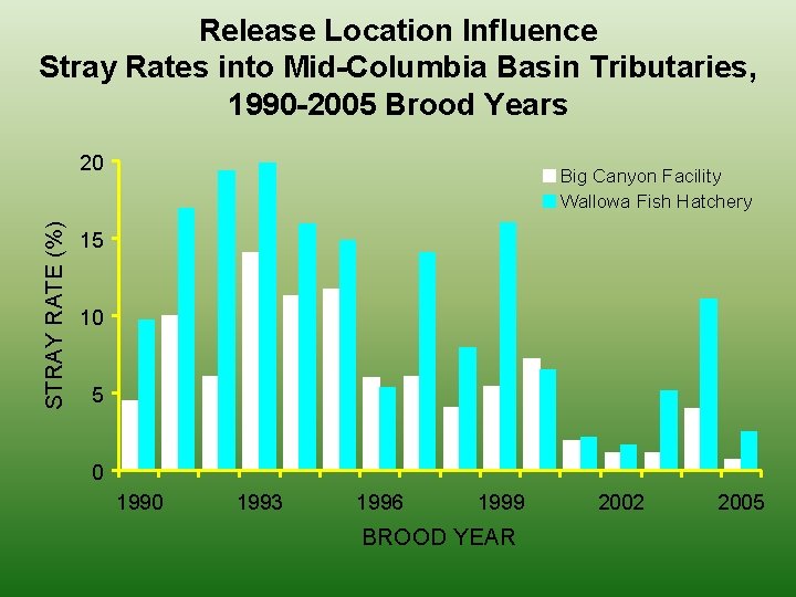 Release Location Influence Stray Rates into Mid-Columbia Basin Tributaries, 1990 -2005 Brood Years STRAY