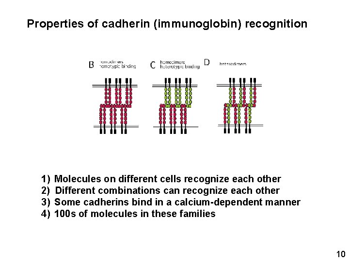 Properties of cadherin (immunoglobin) recognition 1) 2) 3) 4) Molecules on different cells recognize