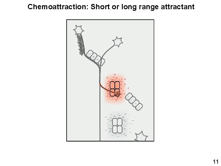 Chemoattraction: Short or long range attractant 11 