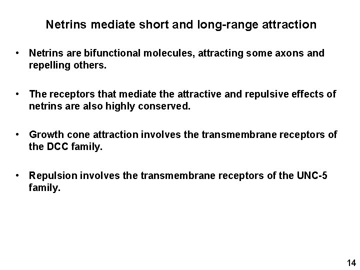 Netrins mediate short and long-range attraction • Netrins are bifunctional molecules, attracting some axons