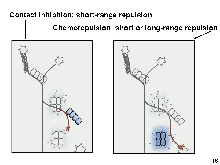 Contact Inhibition: short-range repulsion Chemorepulsion: short or long-range repulsion 16 