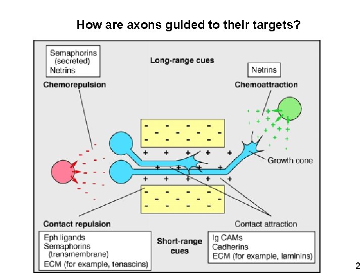 How are axons guided to their targets? 2 