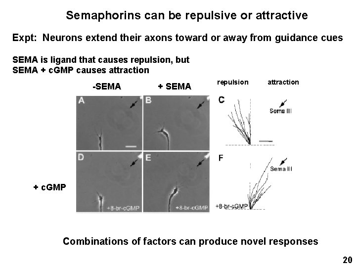 Semaphorins can be repulsive or attractive Expt: Neurons extend their axons toward or away