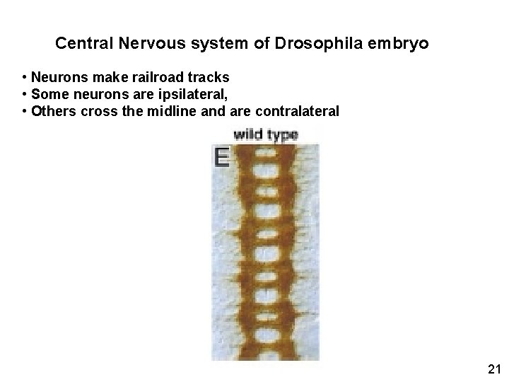 Central Nervous system of Drosophila embryo • Neurons make railroad tracks • Some neurons