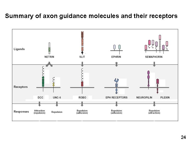 Summary of axon guidance molecules and their receptors 24 