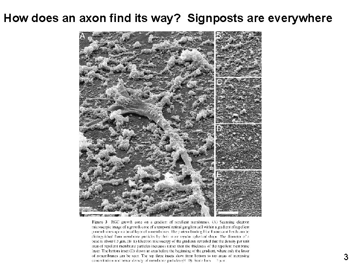 How does an axon find its way? Signposts are everywhere 3 