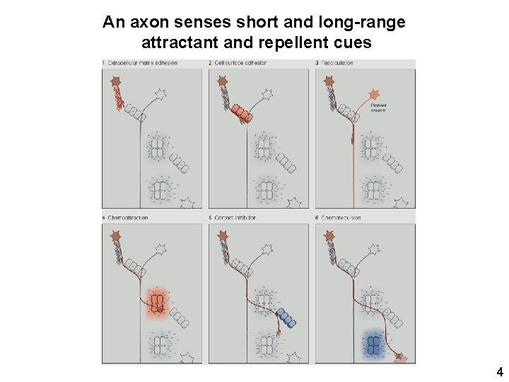 An axon senses short and long-range attractant and repellent cues 4 