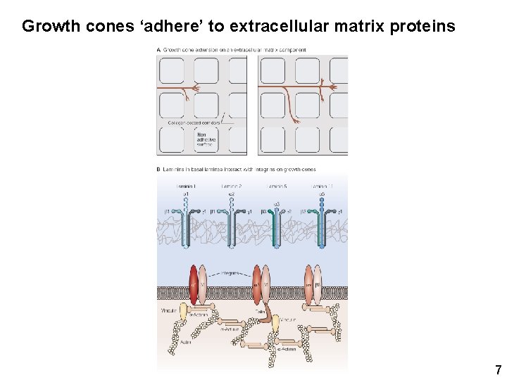 Growth cones ‘adhere’ to extracellular matrix proteins 7 