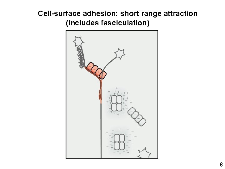 Cell-surface adhesion: short range attraction (includes fasciculation) 8 