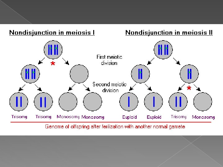 What is meiosis A type of cell division