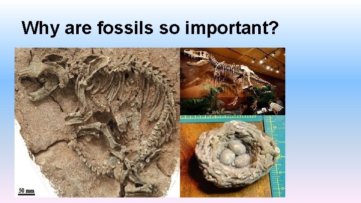 Why are fossils so important? 