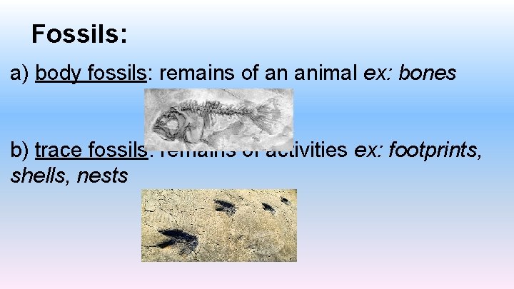 Fossils: a) body fossils: remains of an animal ex: bones b) trace fossils: remains