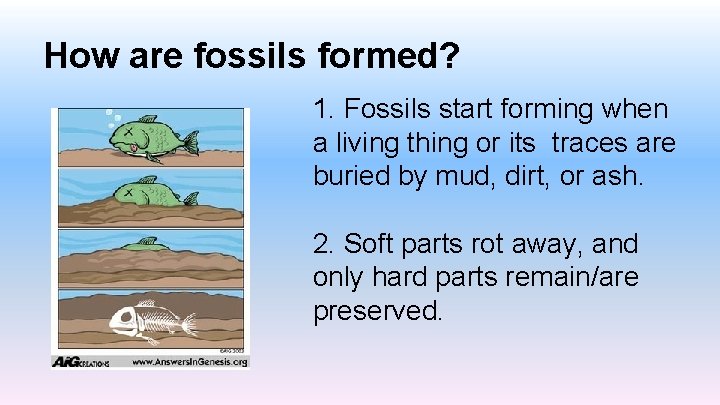 How are fossils formed? 1. Fossils start forming when a living thing or its
