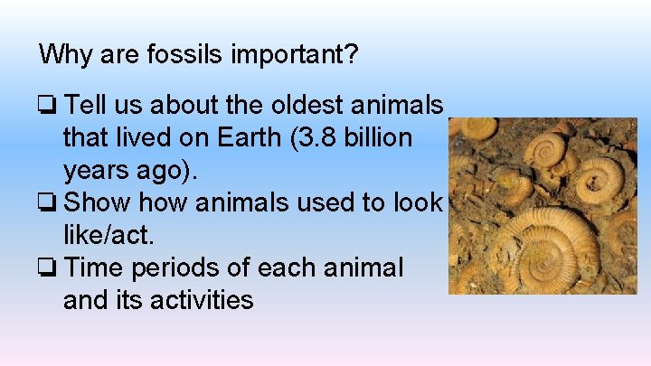 Why are fossils important? ❏ Tell us about the oldest animals that lived on