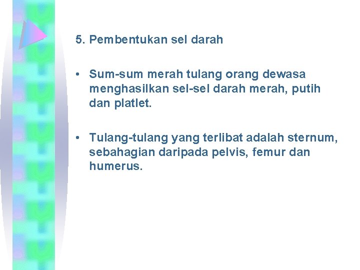 5. Pembentukan sel darah • Sum-sum merah tulang orang dewasa menghasilkan sel-sel darah merah,