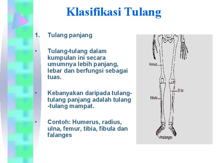 Klasifikasi Tulang 1. Tulang panjang • Tulang-tulang dalam kumpulan ini secara umumnya lebih panjang,
