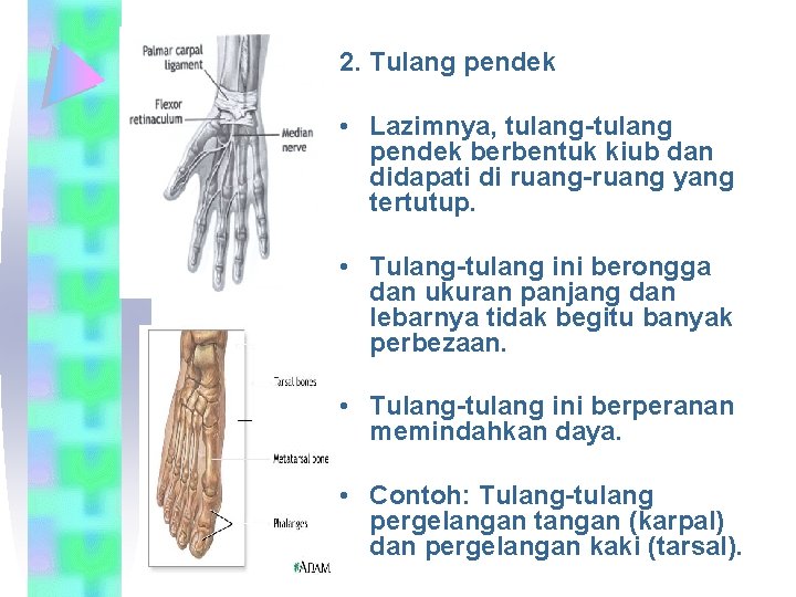 2. Tulang pendek • Lazimnya, tulang-tulang pendek berbentuk kiub dan didapati di ruang-ruang yang
