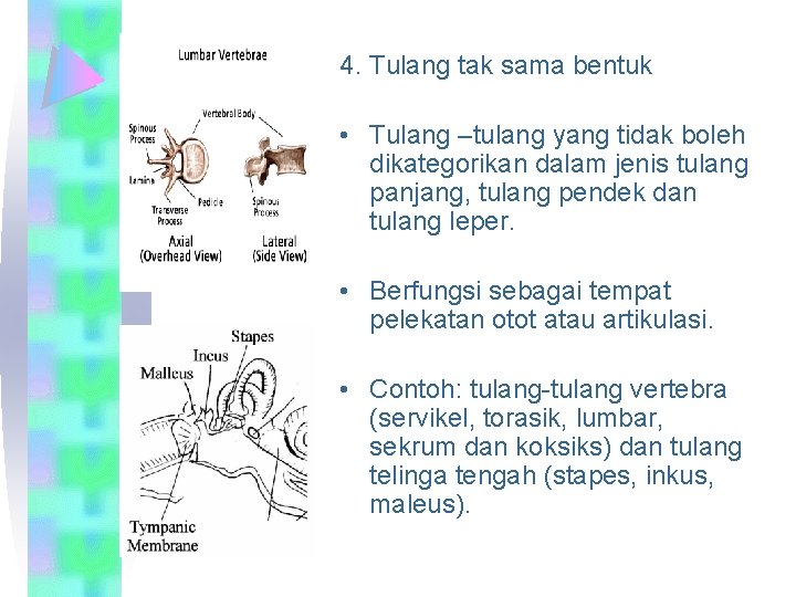 4. Tulang tak sama bentuk • Tulang –tulang yang tidak boleh dikategorikan dalam jenis