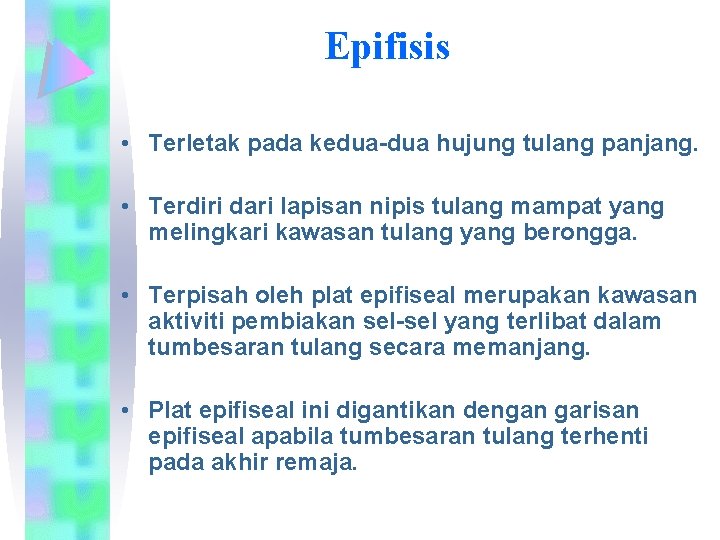 Epifisis • Terletak pada kedua-dua hujung tulang panjang. • Terdiri dari lapisan nipis tulang