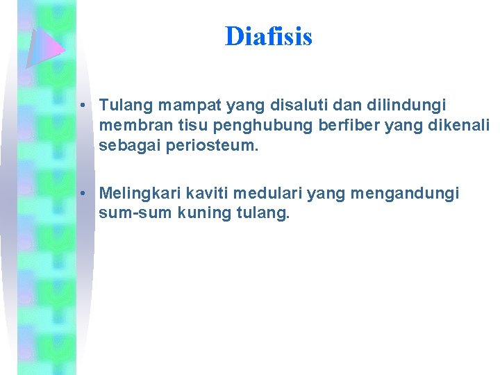 Diafisis • Tulang mampat yang disaluti dan dilindungi membran tisu penghubung berfiber yang dikenali