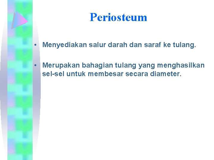 Periosteum • Menyediakan salur darah dan saraf ke tulang. • Merupakan bahagian tulang yang