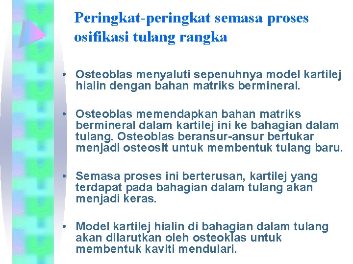 Peringkat-peringkat semasa proses osifikasi tulang rangka • Osteoblas menyaluti sepenuhnya model kartilej hialin dengan