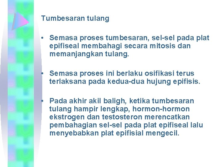 Tumbesaran tulang • Semasa proses tumbesaran, sel-sel pada plat epifiseal membahagi secara mitosis dan