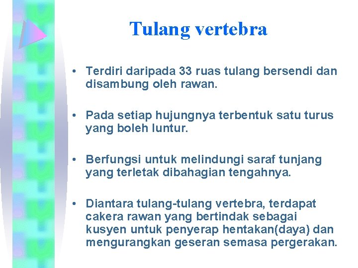 Tulang vertebra • Terdiri daripada 33 ruas tulang bersendi dan disambung oleh rawan. •