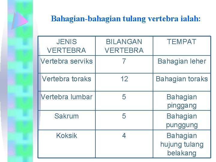 Bahagian-bahagian tulang vertebra ialah: JENIS VERTEBRA Vertebra serviks BILANGAN VERTEBRA 7 TEMPAT Bahagian leher