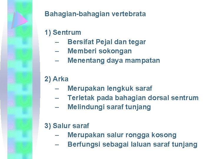 Bahagian-bahagian vertebrata 1) Sentrum – Bersifat Pejal dan tegar – Memberi sokongan – Menentang