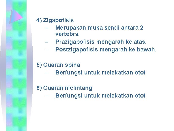 4) Zigapofisis – Merupakan muka sendi antara 2 vertebra. – Prazigapofisis mengarah ke atas.
