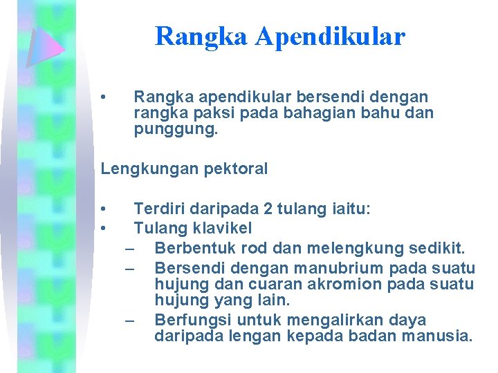 Rangka Apendikular • Rangka apendikular bersendi dengan rangka paksi pada bahagian bahu dan punggung.