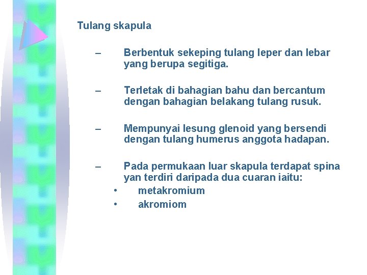 Tulang skapula – Berbentuk sekeping tulang leper dan lebar yang berupa segitiga. – Terletak