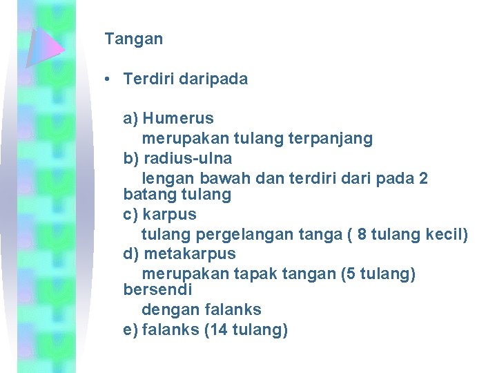 Tangan • Terdiri daripada a) Humerus merupakan tulang terpanjang b) radius-ulna lengan bawah dan