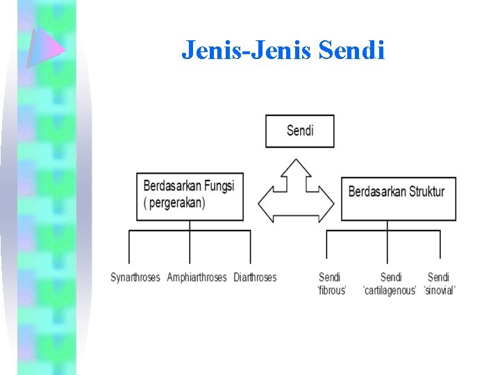 Jenis-Jenis Sendi 