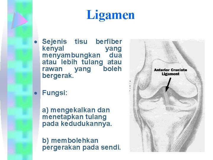 Ligamen Sejenis tisu berfiber kenyal yang menyambungkan dua atau lebih tulang atau rawan yang