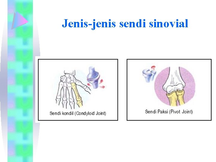 Jenis-jenis sendi sinovial 